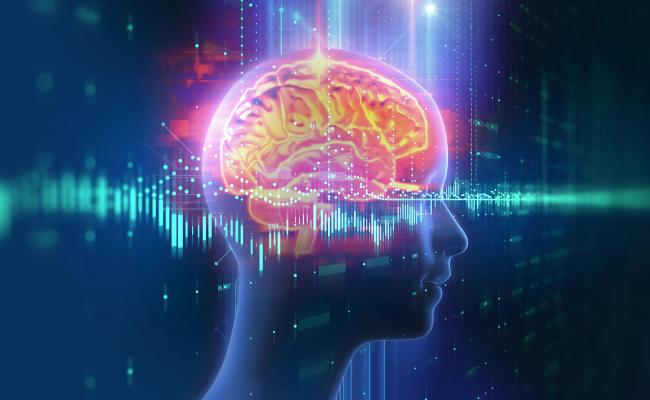 The Endocannabinoid System