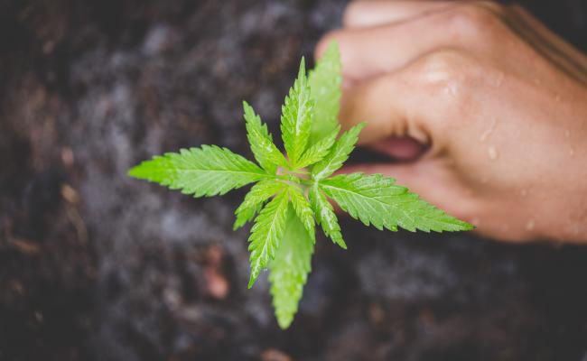 Cannabinoids