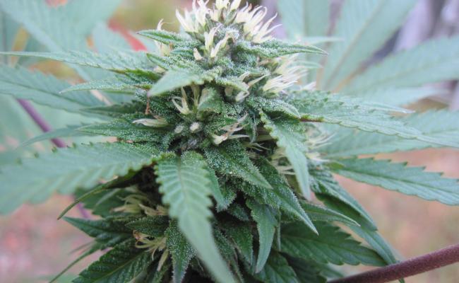 cannabis flower