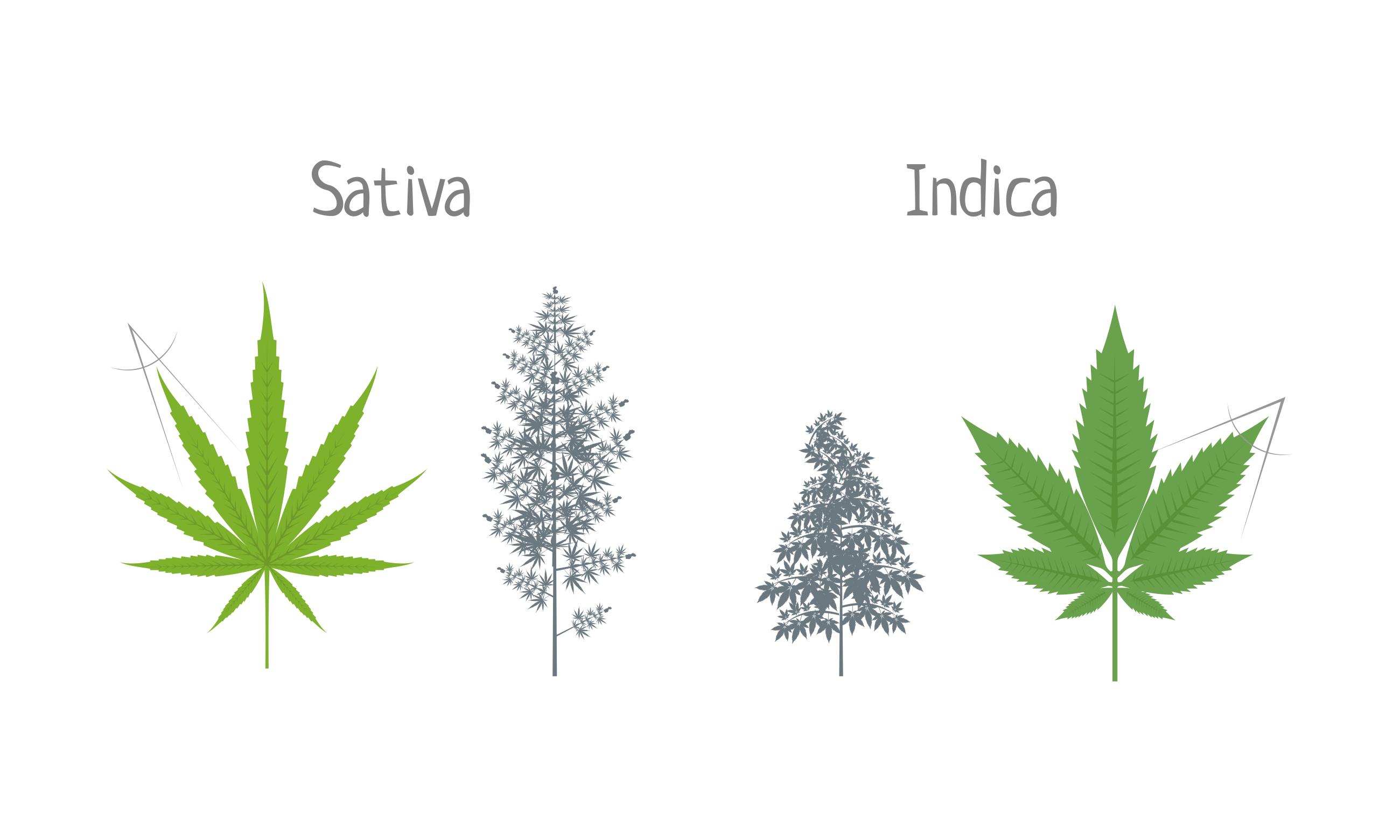 Indica or Sativa