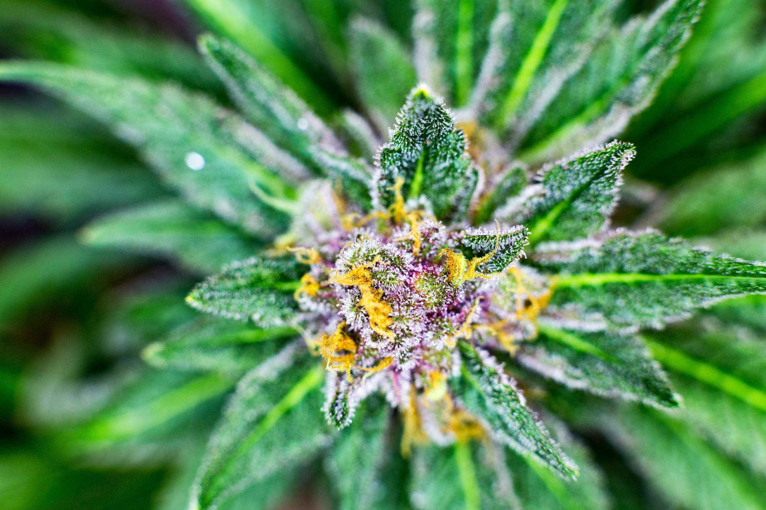 marijuana